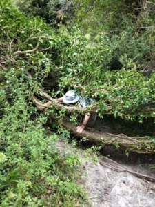 A person wearing a wide-brimmed hat crouches and climbs under a large, fallen tree branch surrounded by dense green foliage and plants in a wooded area.