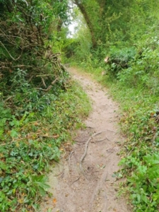 A narrow dirt path winds through dense green foliage and bushes, with tree roots visible on the trail and sunlight filtering through the trees above.